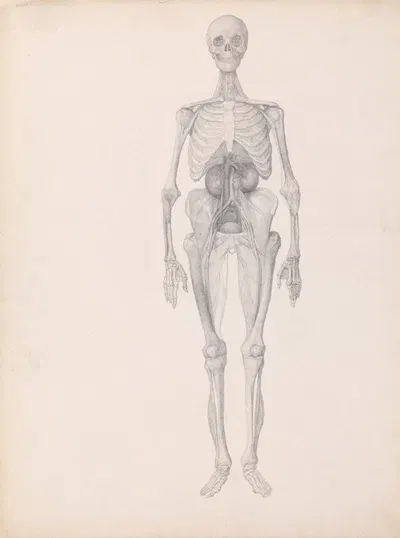 Human Figure, Anterior View by George Stubbs — digital art print download