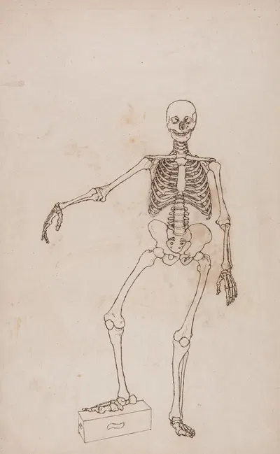 Human Skeleton, Anterior View by George Stubbs — digital art print download