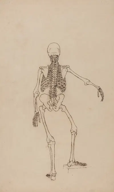 Human Skeleton, Posterior View by George Stubbs — digital art print download