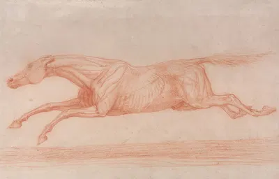 Study of a Racehorse in Action; Galloping to Left, a Semi-Anatomical Study, with Skin Flayed to Show Action of Muscles by…