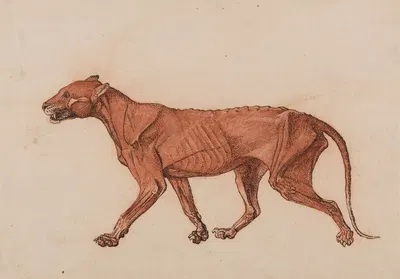 Tiger Body, Lateral View by George Stubbs — digital art print download