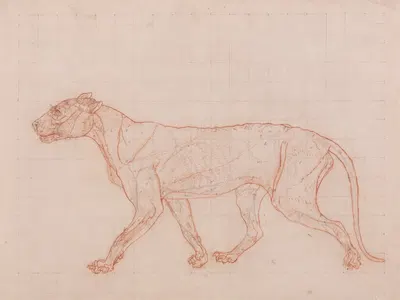 Tiger Body, Lateral View by George Stubbs — digital art print download