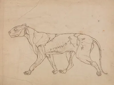 Tiger Body, Lateral View by George Stubbs — digital art print download