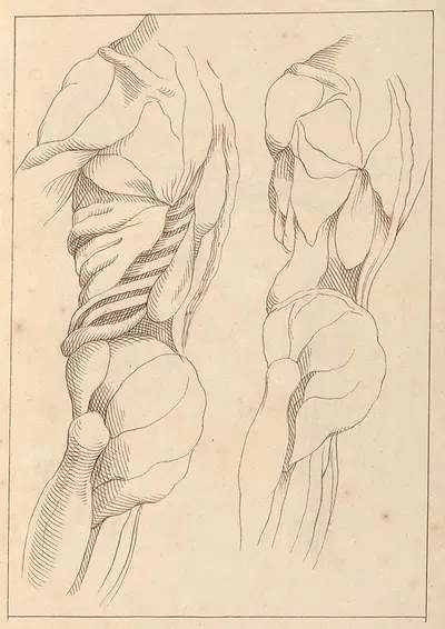 Anatomical Studies of a Body by Hamlet Winstanley, 1716 — digital art print download