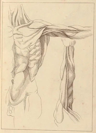 Anatomical Studies of a Torso by Hamlet Winstanley, 1716 — digital art print download