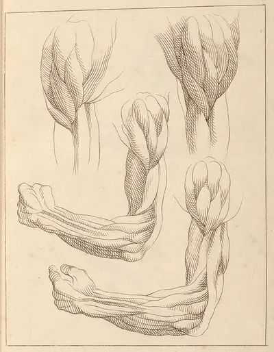 Anatomical Studies of Arms by Hamlet Winstanley, 1716 — digital art print download