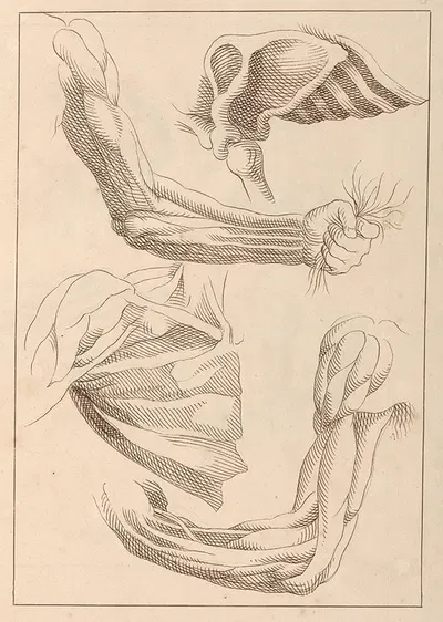 Anatomical Studies of Arms and Shoulders by Hamlet Winstanley, 1716 — digital art print download