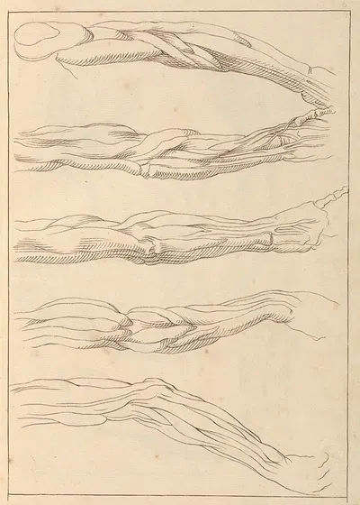 Anatomical Studies of Arms by Hamlet Winstanley, 1716 — digital art print download