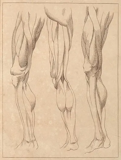 Anatomical Studies of Legs by Hamlet Winstanley, 1716 — digital art print download
