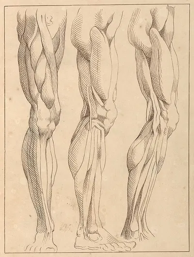 Anatomical Studies of Legs by Hamlet Winstanley, 1716 — digital art print download