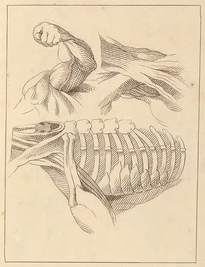 Anatomical Studies of Shoulders by Hamlet Winstanley, 1716 — digital art print download