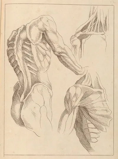 Various Anatomical Studies by Hamlet Winstanley, 1716 — digital art print download