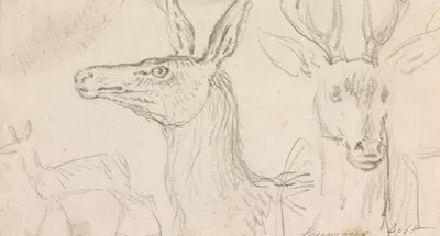 Studies of Stags' Heads by Джеймс Сеймур — digital art print download