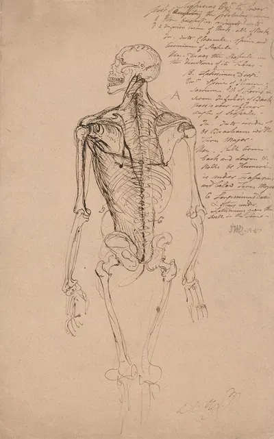 Drawing of a Man's Skeleton by James Ward — digital art print download