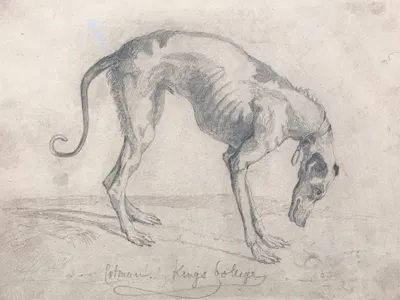 A Starved Greyhound by Джон Селл Котман — digital art print download