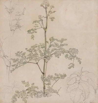 Study of Cow Parsley by Пол Сэндби — digital art print download