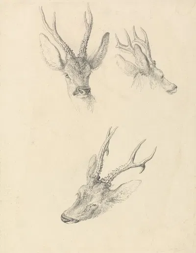 A Stag's Head; three studies by Роберт Хиллс — digital art print download