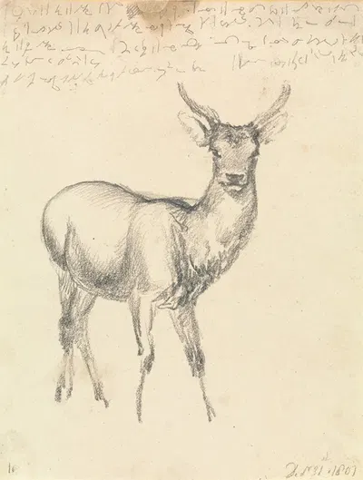 A Young Deer by Роберт Хиллс, 1801 — digital art print download