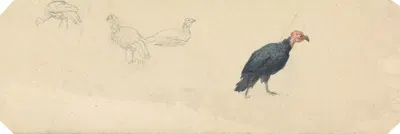 Studies of a Turkey by Роберт Хиллс — digital art print download