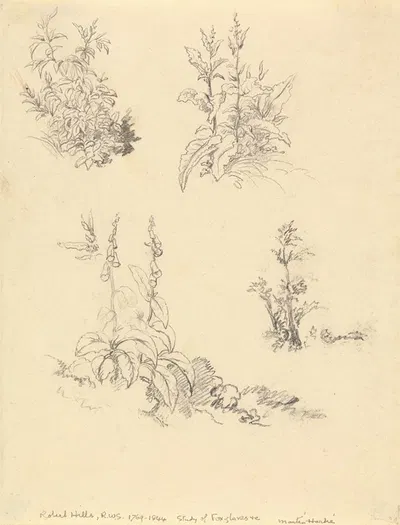 Study of Foxgloves by Роберт Хиллс — digital art print download