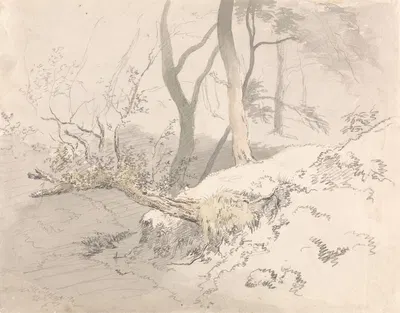 Woodland Shadow by Robert Hills — digital art print download