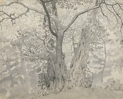 Tree Study by Томас Стотард — digital art print download