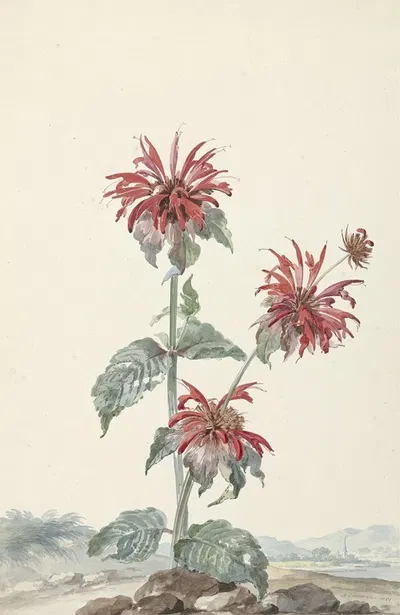 A Red Bergamot in a Landscape by Аерт Шоуман, 1753 — digital art print download