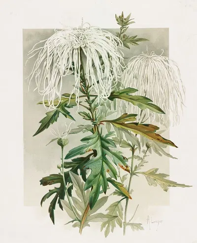 Medusa Chrysanthemum by Alois Lunzer, 1885 — digital art print download