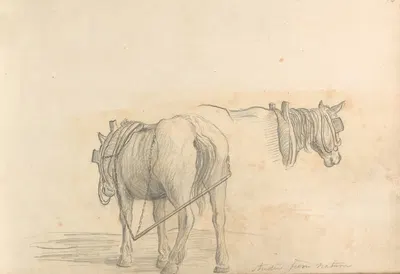 Studies from Nature by William Brockedon — digital art print download