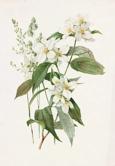 Mock Orange or Syringa by Alois Lunzer, 1885 — digital art print download