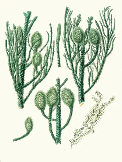 Araucaria Cunninghamii = Moreton Bay pine. by Aylmer Bourke Lambert, 1837 — digital art print download