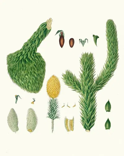 Araucaria imbricata = Chili pine by Aylmer Bourke Lambert, 1837 — digital art print download