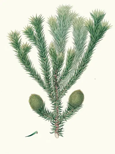 Arucaria Brasiliana = Brazil pine by Aylmer Bourke Lambert, 1837 — digital art print download
