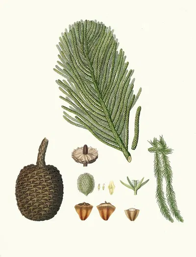 Arucaria excelsa = Norfolk Island pine by Aylmer Bourke Lambert, 1837 — digital art print download