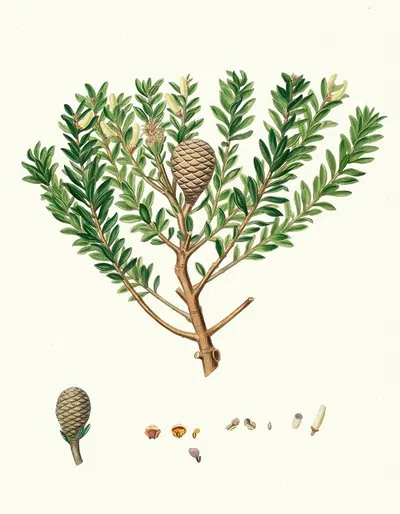 Dammara Australis = New Zealand pitch tree, or Cowrie by Aylmer Bourke Lambert, 1837 — digital art print download