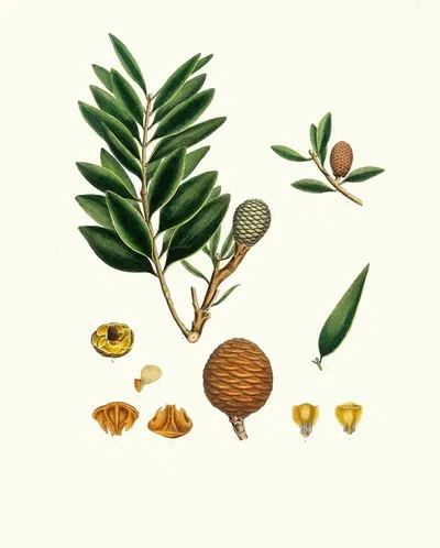Dammara orientalis = Amboyna pitch tree by Aylmer Bourke Lambert, 1837 — digital art print download