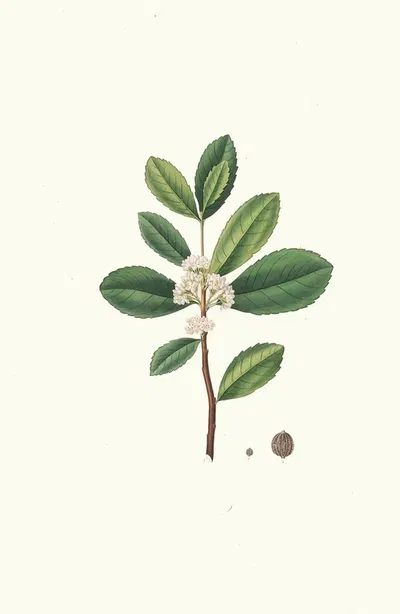 Ilex Paraguensis (miniatute branch with white flowers) by Aylmer Bourke Lambert, 1837 — digital art print download