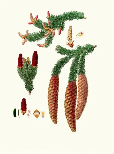 Pinus abies = Norway spruce fir by Aylmer Bourke Lambert, 1837 — digital art print download