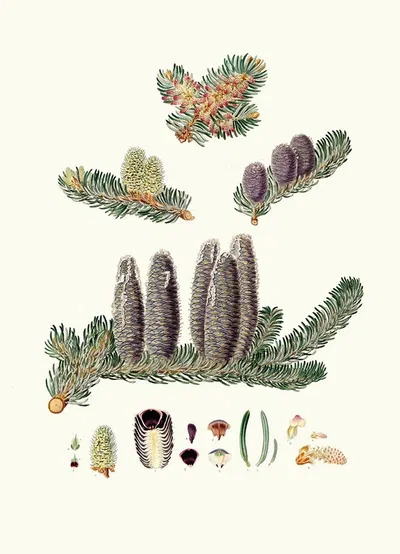 Pinus Balsamea = Balm of Gilead fir by Aylmer Bourke Lambert, 1837 — digital art print download