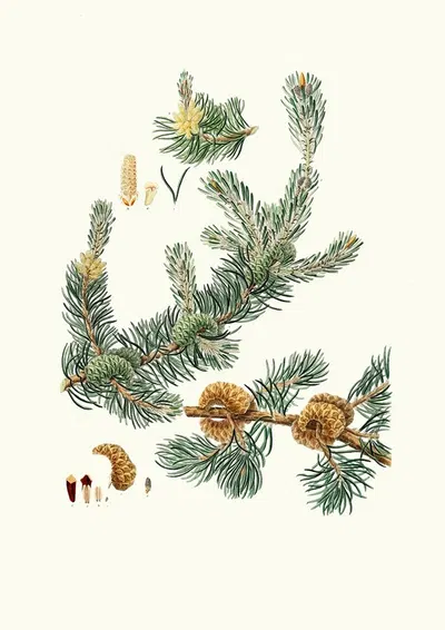 Pinus banksiana = Labrador pine by Aylmer Bourke Lambert, 1837 — digital art print download