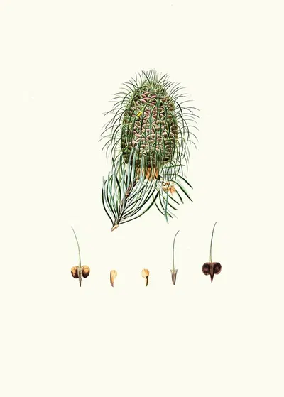 Pinus bracteata = Leaf-bracted fir. by Aylmer Bourke Lambert, 1837 — digital art print download