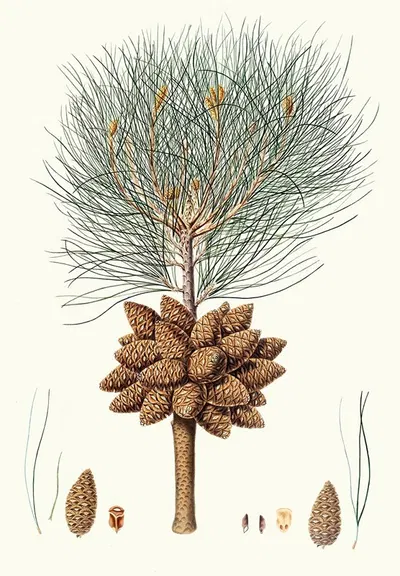 Pinus brutia = Calabrian pine. by Aylmer Bourke Lambert, 1837 — digital art print download
