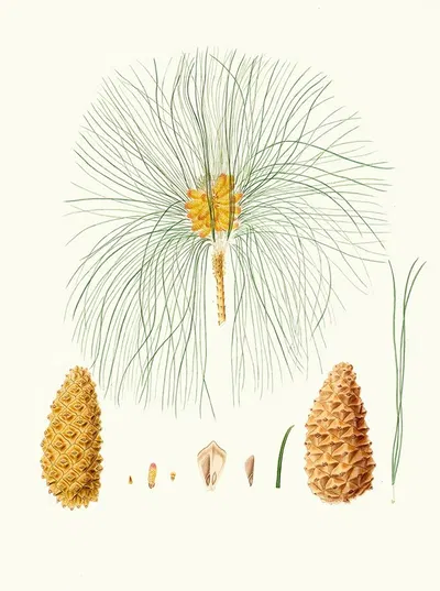 Pinus canariensis = Canary pine. by Aylmer Bourke Lambert, 1837 — digital art print download
