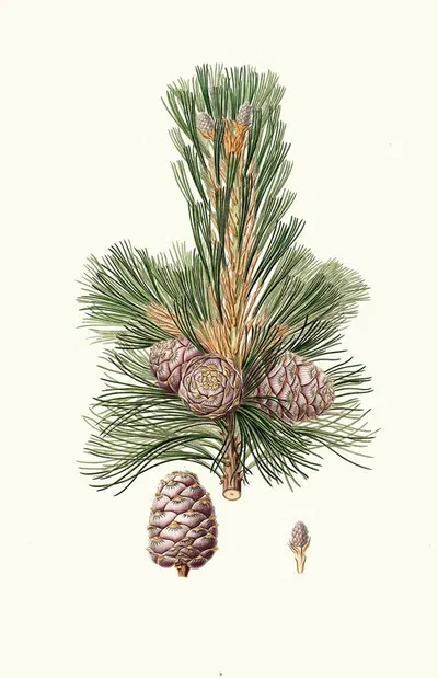 Pinus cembra = Siberian stone pine. by Aylmer Bourke Lambert, 1837 — digital art print download