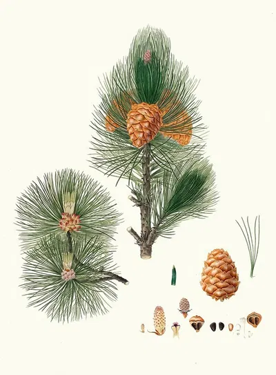 Pinus cembra = Siberian stone pine by Aylmer Bourke Lambert, 1837 — digital art print download