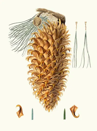 Pinus coulteri = Great-hooked pine. [Big-cone pine] by Aylmer Bourke Lambert, 1837 — digital art print download