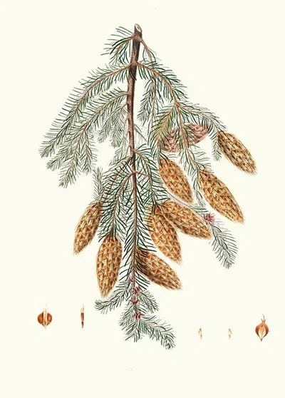 Pinus Douglasii = Trident-bracted fir. by Aylmer Bourke Lambert, 1837 — digital art print download