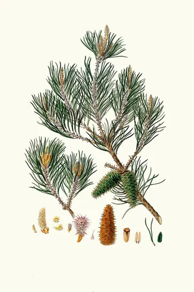 Pinus inops = Jersey pine by Aylmer Bourke Lambert, 1837 — digital art print download