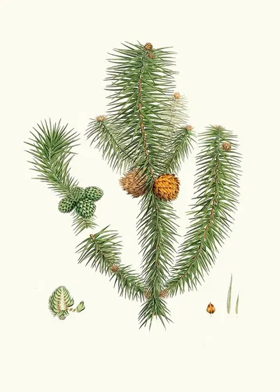 Pinus lanccolata = Broad-leaved fir by Aylmer Bourke Lambert, 1837 — digital art print download