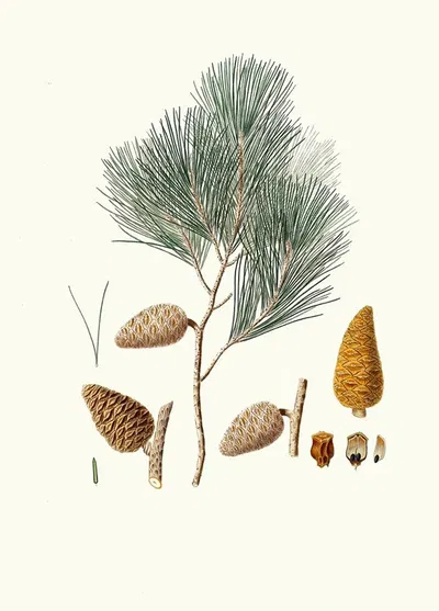 Pinus maritima = Maritime pine by Aylmer Bourke Lambert, 1837 — digital art print download